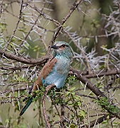 European roller (coracias garrulus)  Serengeti